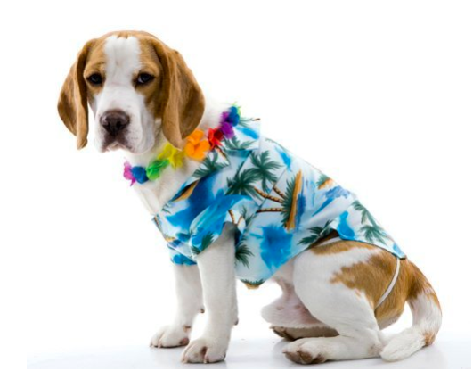 14 Pacific Northwest-Inspired Halloween Costumes for You and Your Pet